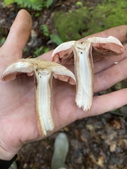 Agaricaceae