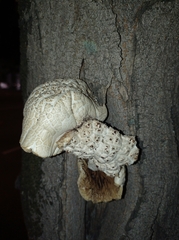 Agaricus