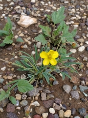 Senna pumilio