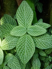 Fittonia albivenis