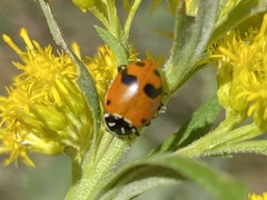 Hippodamia glacialis