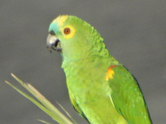Amazona aestiva