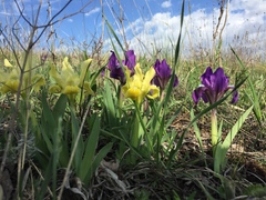 Iris pumila