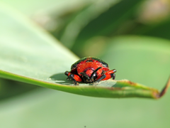 Mecistomela marginata