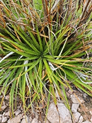 Hechtia texensis