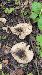 Lactarius alnicola
