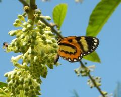 Placidina euryanassa