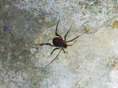 Gonyleptidae