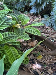 Asbolis capucinus