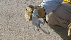 Xerospermophilus tereticaudus