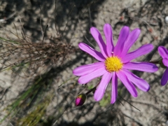 Senecio arenarius