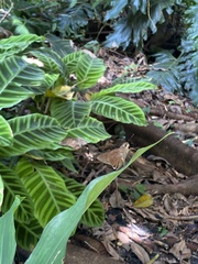 Asbolis capucinus
