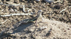 Callisaurus draconoides