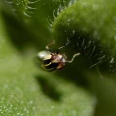 Chloropidae