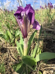 Iris pumila