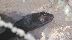 Masticophis flagellum piceus