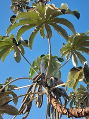 Cecropia pachystachya