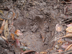 Loxodonta cyclotis