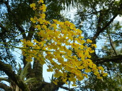 Oncidium