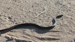 Masticophis flagellum piceus