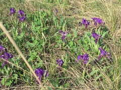 Iris pumila