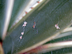 Trichonephila clavipes