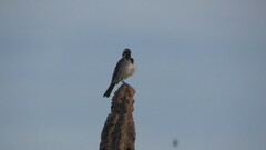 Amphispiza bilineata