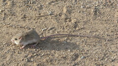 Chaetodipus penicillatus
