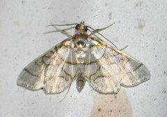 Pseudopyrausta santatalis