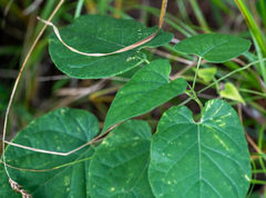 Asclepiadeae