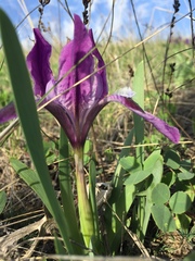 Iris pumila