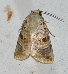 Diastema tigris