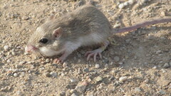 Chaetodipus penicillatus
