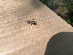 Neoclytus scutellaris
