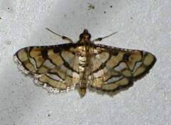 Hileithia magualis