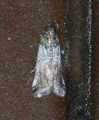 Chararica hystriculella
