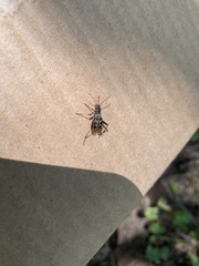Neoclytus scutellaris