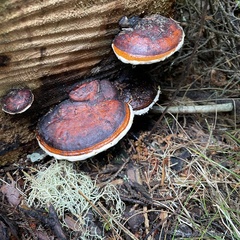 Fomitopsis mounceae