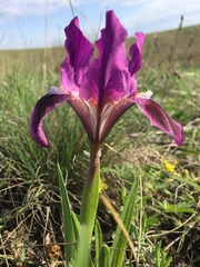 Iris pumila