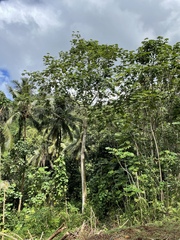 Cecropia peltata