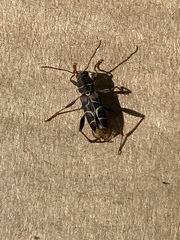 Neoclytus scutellaris