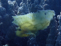 Taenianotus triacanthus