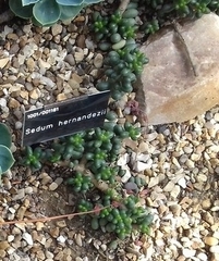 Sedum hernandezii