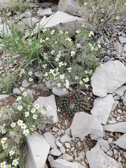 Zinnia acerosa