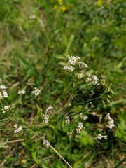 Asperula cynanchica
