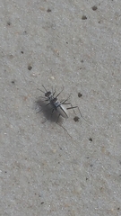 Habroscelimorpha dorsalis