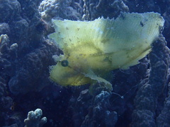 Taenianotus triacanthus