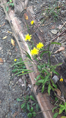 Crepis capillaris