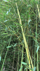 Phyllostachys