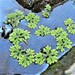 Water Fern - Photo (c) robinellison, some rights reserved (CC BY-NC), uploaded by robinellison